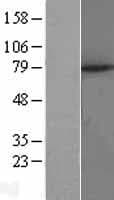 TRIM1 / MID2 Protein (Over-Expression Lysate Myc-DDK (Flag))