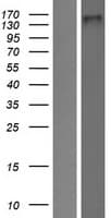 Human NOMO2 Protein (Over-Expression Lysate Myc-DDK (Flag))