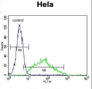 Leptin Antibody (aa8-37)