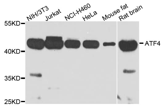 ATF4 Antibody
