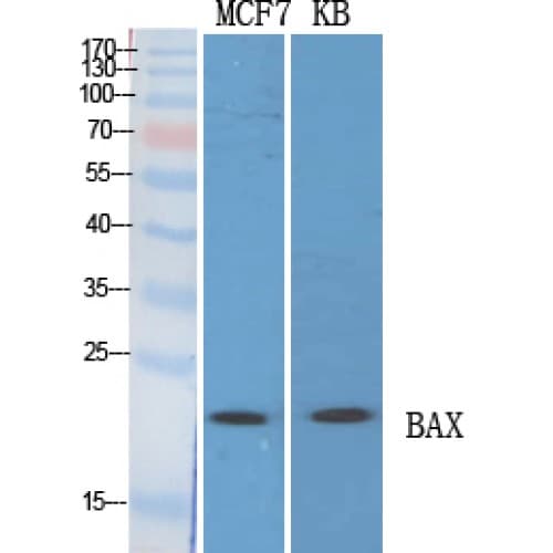 BAX Antibody (1-80 aa, N-terminal)