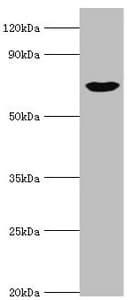 PKG / PRKG1 Antibody (aa1-300)
