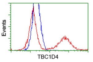 TBC1D4 / AS160 Antibody (clone OTI5E6)