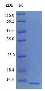 Rat CXCL5 Protein (Recombinant)