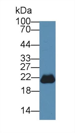 PEBP1 / RKIP Antibody (aa2-187, PE)