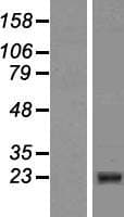 CIDEB Protein (Over-Expression Lysate Myc-DDK (Flag))