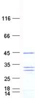 Human RAF1 / RAF Protein (Recombinant His, N-Terminal)