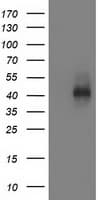 MSI1 / Musashi 1 Antibody (clone OTI3F4)