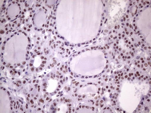 Monoclonal Mouse anti-Human NUDT21 Antibody (clone OTI1B1, Carrier-free, aa2-227, IHC, IF, WB)