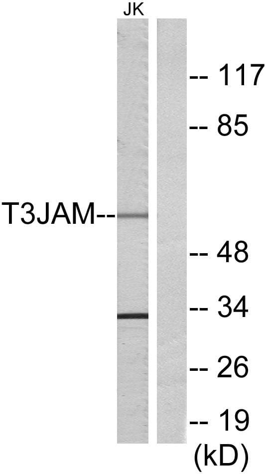TRAF3IP3 Antibody