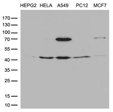 PTCD3 Antibody (aa1-275, clone OTI1A8)