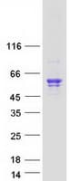 Human NEU3 Protein (Recombinant Myc-DDK (Flag))