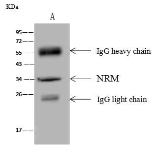Polyclonal Rabbit anti-Human NRM Antibody (Preservative Free, IHC, WB)
