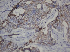 CDH1 / E Cadherin Antibody (clone OTI1G1, Carrier-free)