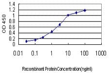 Monoclonal Mouse anti-Human GTF2A1 / TFIIA Antibody (clone 2H5, WB)
