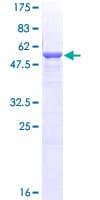 Human MAPRE1 / EB1 Protein (Recombinant GST)