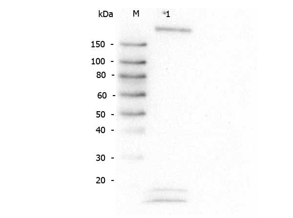 Polyclonal Rabbit anti-Human ROBO1 Antibody (aa1625-1650, IHC, IF, WB)