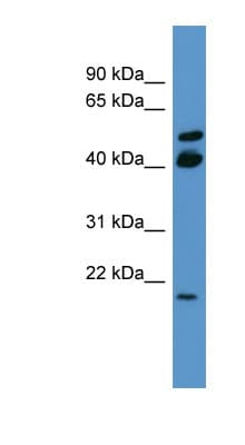 RERG Antibody (C-Terminus)