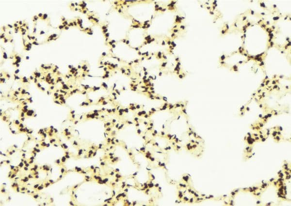 COMMD1 Antibody