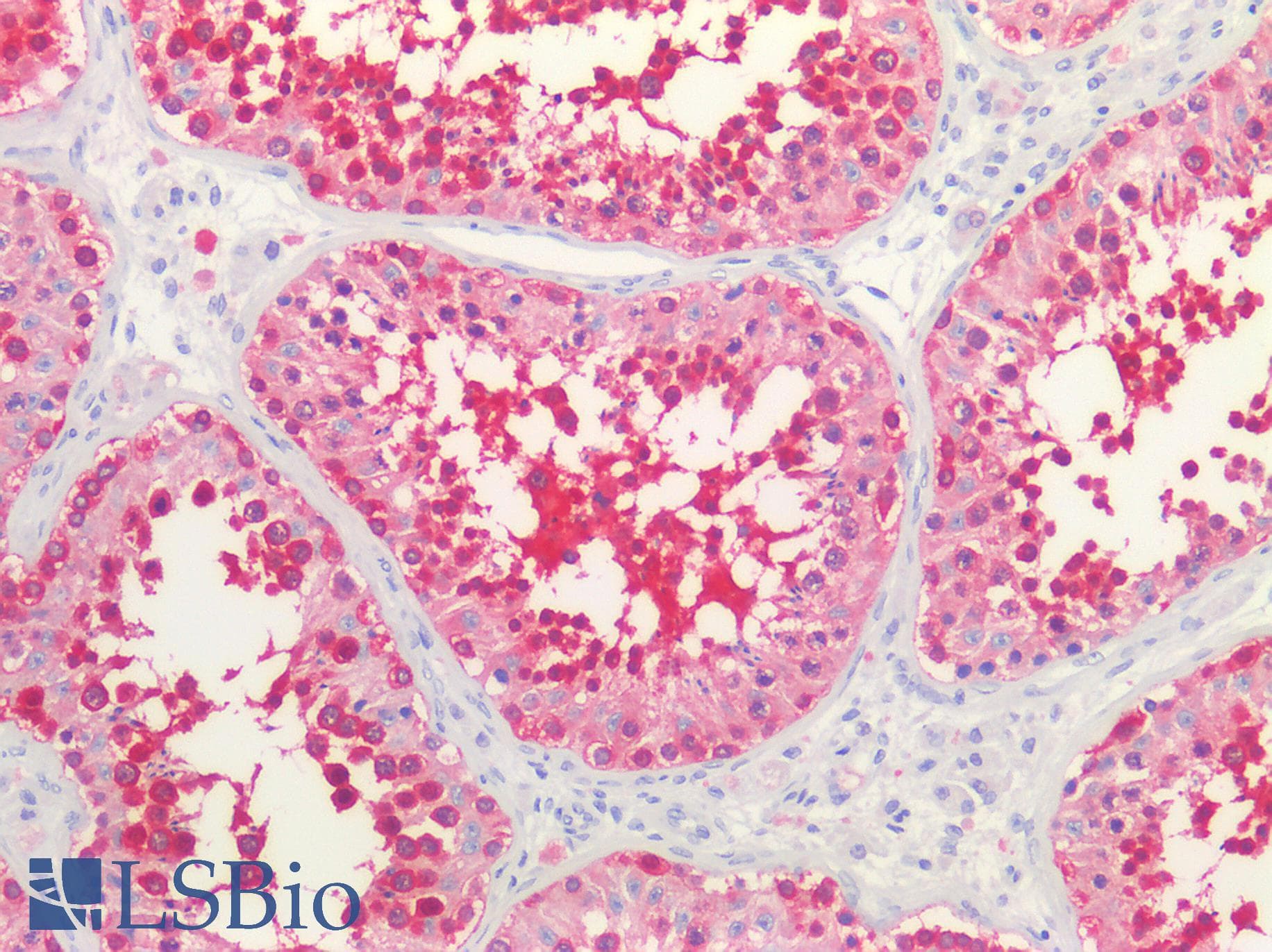 IHC-plus™ Monoclonal Mouse anti-Human HSP90 / Heat Shock Protein 90 Antibody (clone MBH90AB, IHC, WB)