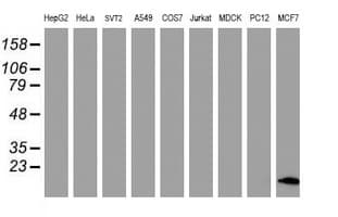 FXYD3 Antibody (clone OTI1F12)