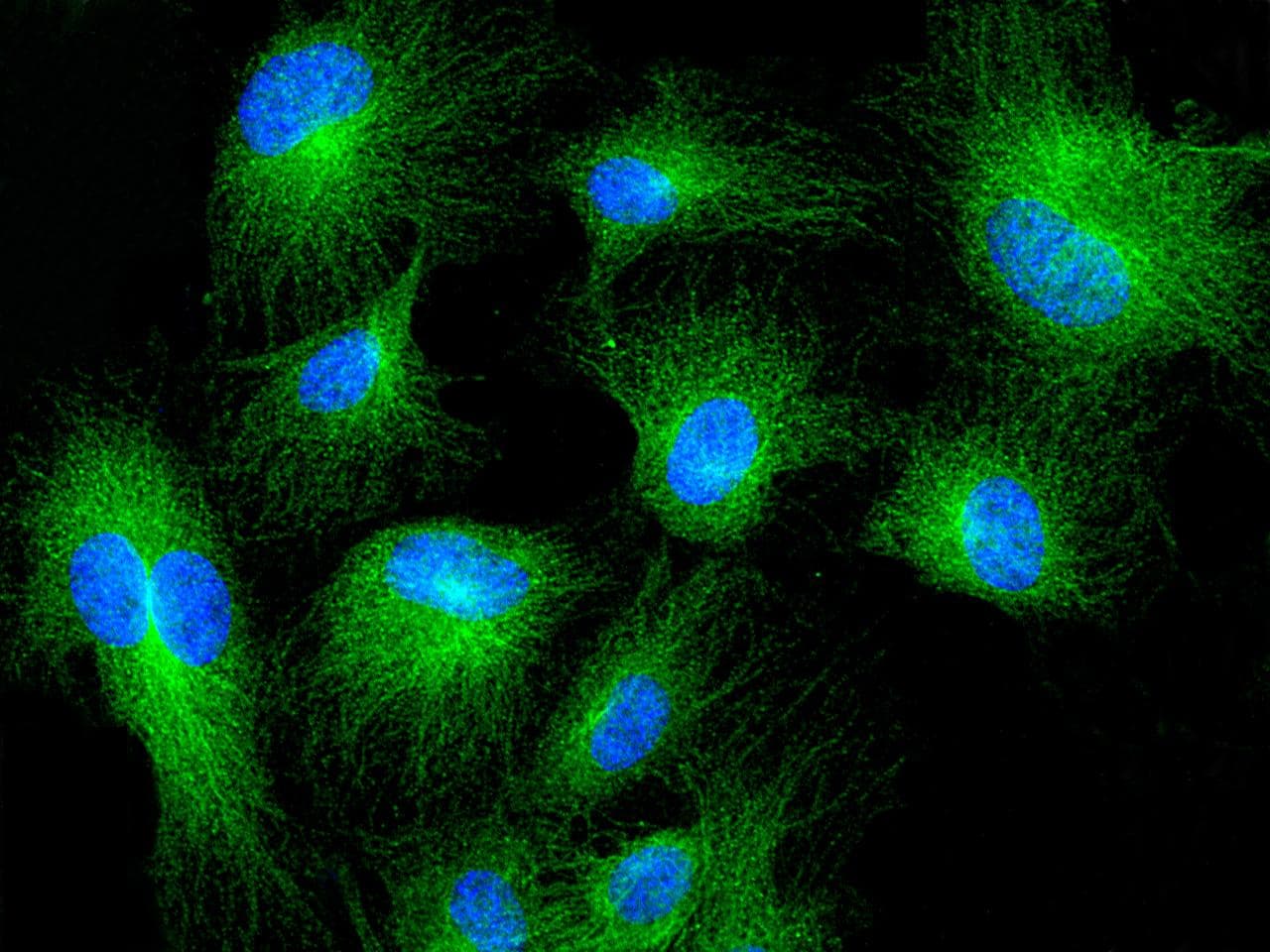 MRPL44 Antibody (Preservative Free)