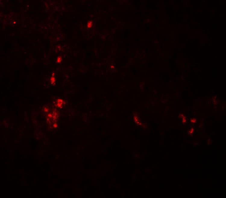 IHC-plus™ APG4B / ATG4B Antibody