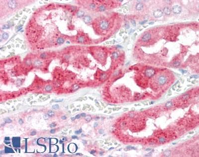 PathPlus™ FGF19 Antibody