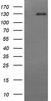 CD163 Antibody (clone 2F8, Carrier-free)