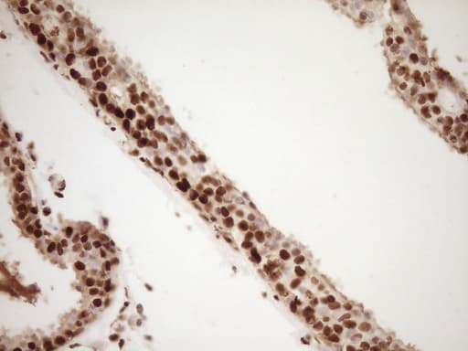 SAE1 Antibody (clone OTI6C7, Carrier-free)