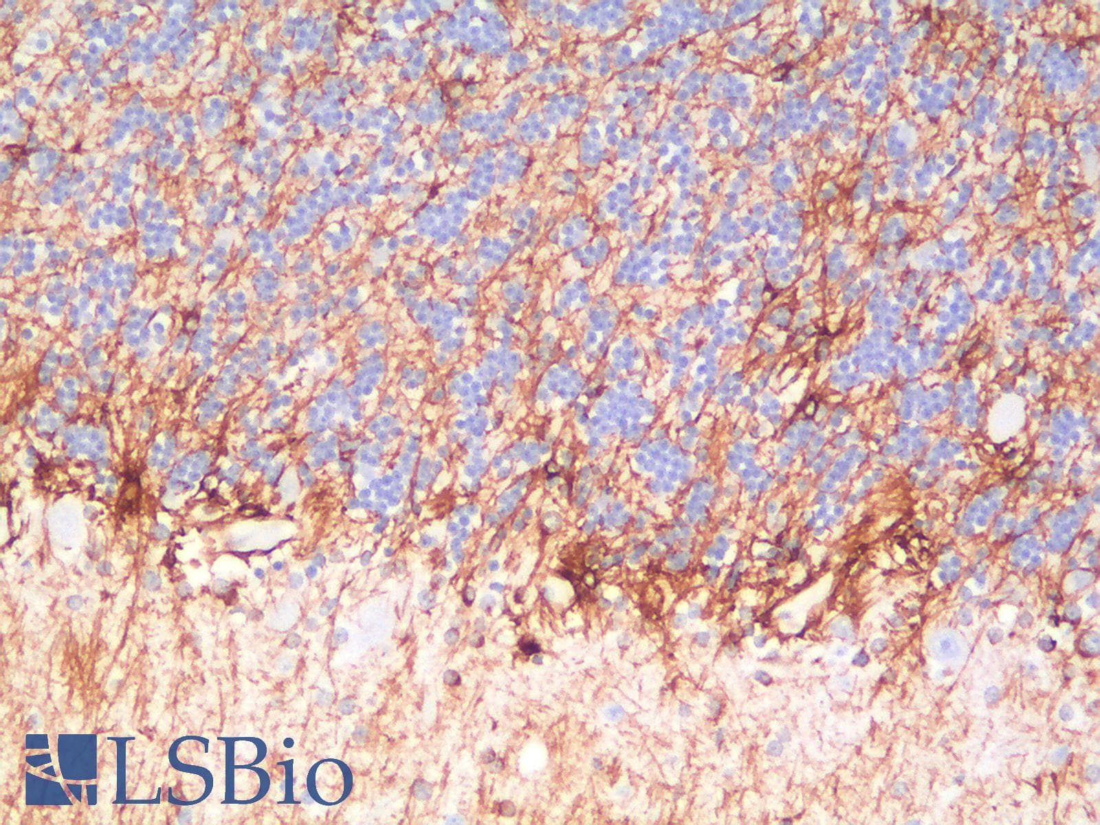 PathPlus™ GFAP Antibody (clone ASTRO/1974R)