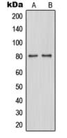 Polyclonal Rabbit anti-Human MAPT / Tau Antibody (phospho-Ser579, WB)