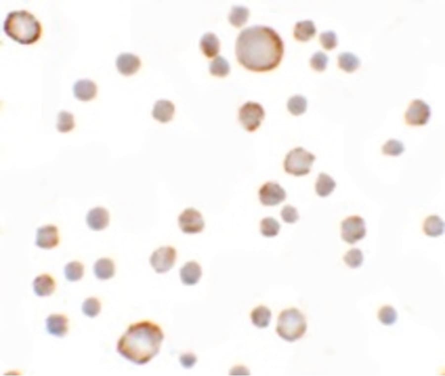 IHC-plus™ ANOS1 / Anosmin Antibody