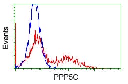 PPP5C Antibody (clone OTI3G1)