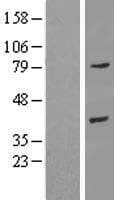 ANXA9 Protein (Over-Expression Lysate Myc-DDK (Flag))