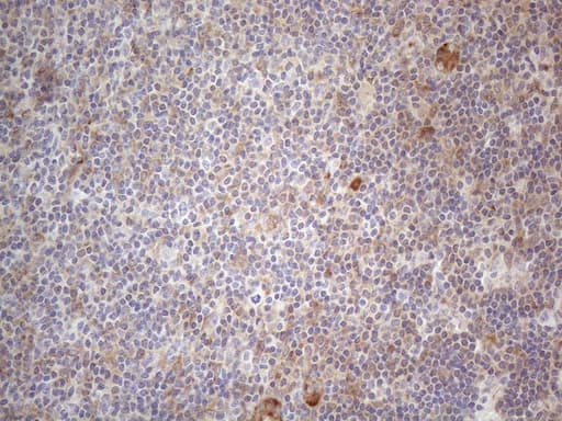 RBMS1 Antibody (clone OTI2H1)