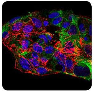 SYCP3 / SCP3 Antibody (aa1-200, clone 6F9C5)