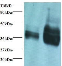 Polyclonal Rabbit anti-Wheat Gliadin Antibody (WB)