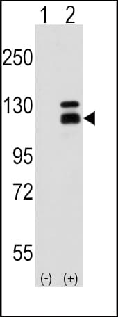 PARG Antibody (aa390-421)