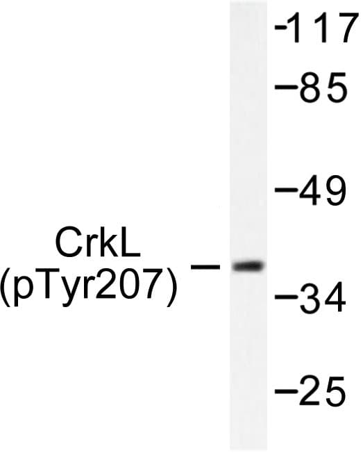CRKL Antibody (phospho-Tyr207)