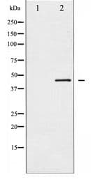 MAP2K2 / MKK2 / MEK2 Antibody