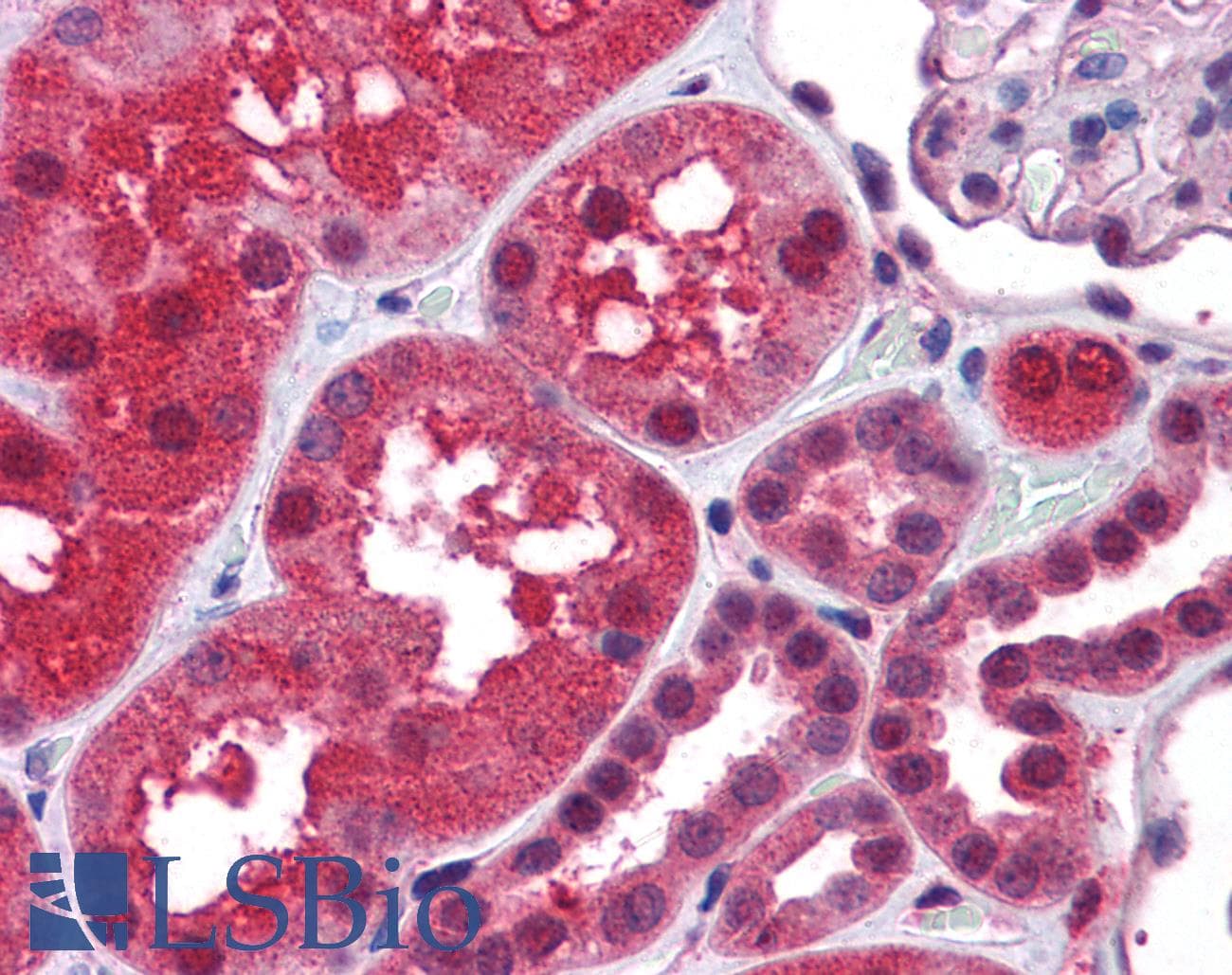 IHC-plus™ TRAF2 Antibody (aa529-540)
