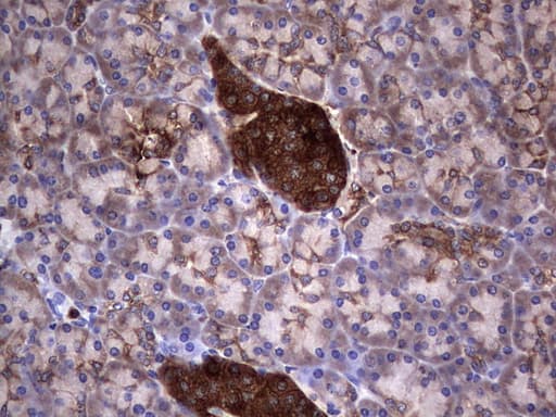 PKM2 Antibody (clone 14C7)