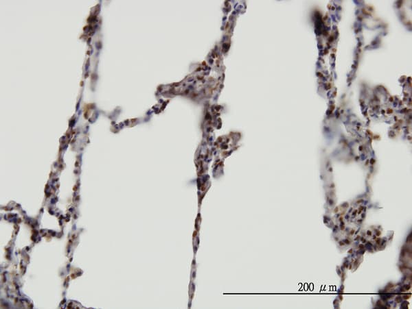 XAB2 Antibody (clone 1D1-1A9)