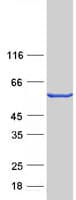 Human DOK2 Protein (Recombinant Myc-DDK (Flag))
