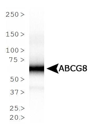 ABCG8 Antibody (clone 1B10A5)