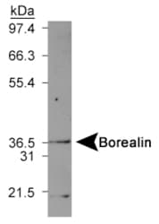 CDCA8 / Borealin Antibody (Internal)