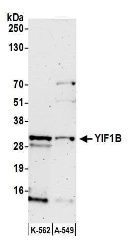 Polyclonal Rabbit anti-Human YIF1B Antibody (aa1-50, WB)