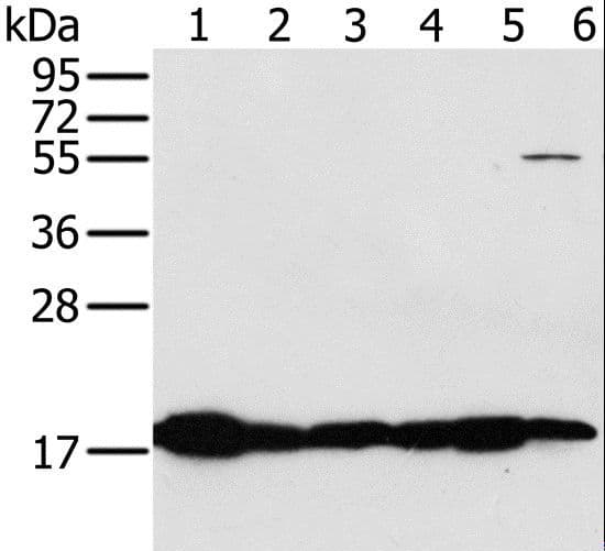 MTFP1 Antibody