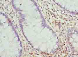 RNF10 Antibody
